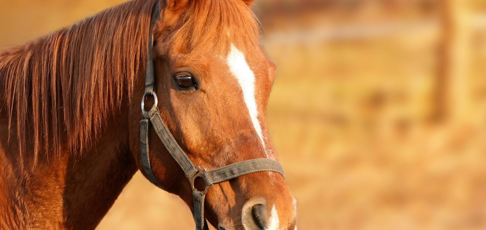 The Future of Equine Health: How Digital X-ray is Transforming Veterinary Care