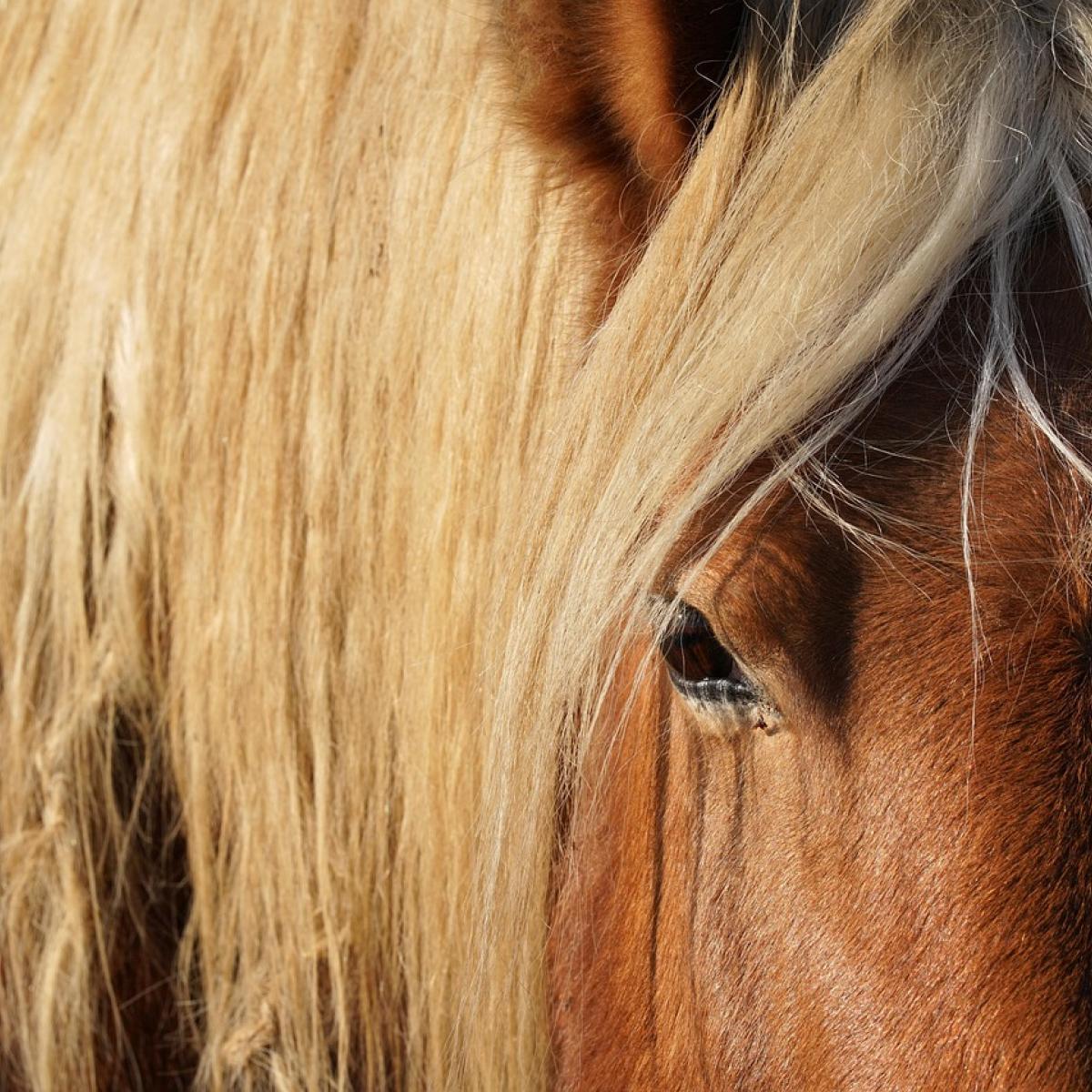 Enhancing Horse Health with Advanced Veterinary Software